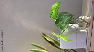 humidifier in the house during the heating season. humidifier and purifier of home air for fresh breath and health. taking care of plants, getting rid of dryness and dust. aromatherapy Stock Video