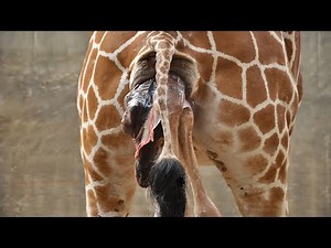 Mother Giraffe Giving Birth In The Zoo