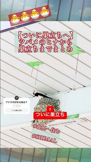 ついに巣立ち。ツバメの誕生から巣立ちまで #ツバメ #巣立ち #野鳥観察 #感動の瞬間 #天敵対策 #動物の生態