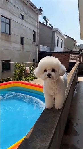 在家跟毛孩子一起玩跳水太歡樂了#萌寵成精了 #毛孩子可以治癒各種不快樂 #創意玩法大賽#曬娃曬寵#剪映
