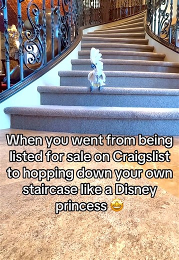 She’s the queen of my heart 🦜 #cockatoo #parrot #rescue #princess #adoptdontshop