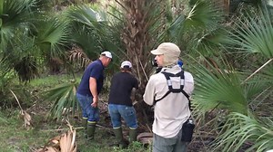Serpent Invasion in Florida Swamps - Troy Landry's Encounter