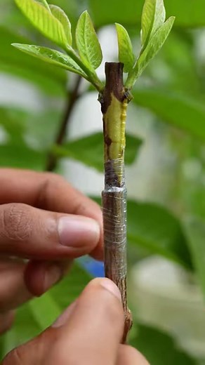 El injerto de árboles de guayaba es una técnica fascinante para potenciar tus cosechas. Aprende a unir plantas y crear árboles más resistentes y fructíferos🌱🌟 #Injerto #cultivosostenible #jardineríacreativa #frutasconsabor #arboles #arbolesfrutalesenmaceta #arbolesfrutales #jardineria #jardin