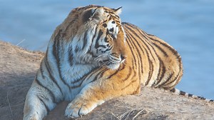 Animal sanctuary that rescued ‘Tiger King’ Joe Exotic’s tigers needs help