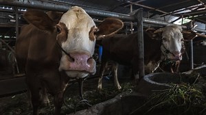 Austria to partially close border with Hungary and Slovakia    