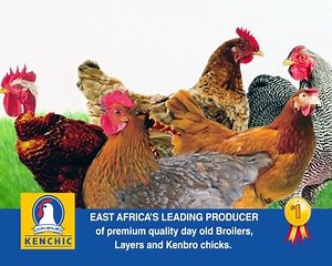 Kenchic Limited is east Africa's leading producer of day-old chicks that guarantee you good quality as well as maximum returns #layers #broilers #kenbrokienyeji | Kenchic Day-Old Chicks