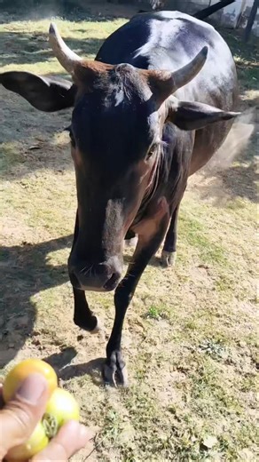​⚡️ High Speed Cow vs. Fruit! #shorts