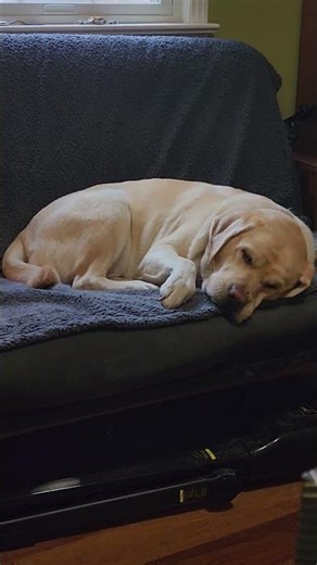 A Labrador dreaming of chasing rabbits