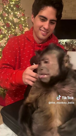 Capuchin Monkey Enjoys a Relaxing Bath