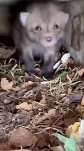 717K views · 76 reactions | Count the baby foxes as rescuers gently remove them from under one homeowner's porch. 力 | Journal Star | Facebook