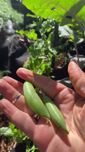 Snap peas and music from Made With Hella Love: Volume 1 #gardentour #indiemusic #indieartist