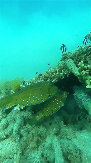Exploring the Underwater World | Batfish & Zebrafish Dive Adventure 🌊🐠. #scubadiving #shorts #fyp