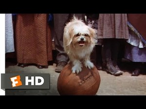 Lassie Come Home (7/10) Movie CLIP - The Tootsie & Lassie Show (1943) HD