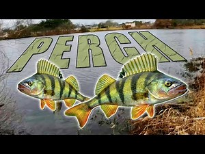 Yellow Perch Fishing (💥🔥ANOTHER NEW PB !!🔥💥)