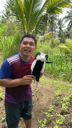 I THOUGHT IT WAS A SHEEP EATING PEANUTS, BUT TURNED OUT TO BE A TOY SHEEP