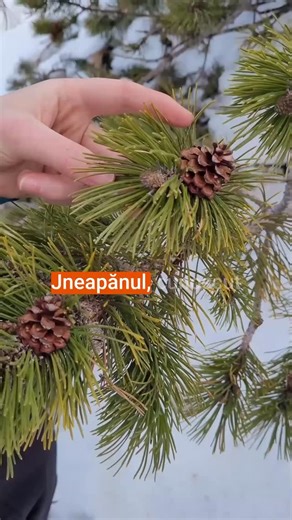 Andreea Giurgilă on Instagram: "Jneapănul (Pinus mugo) este una dintre cele mai valoroase plante medicinale ale muntelui, un adevărat concentrat de forță și vitalitate crescut în condiții dure, la altitudini mari. Tocmai acest mediu aspru îi intensifică proprietățile terapeutice. Aproape fiecare parte a jneapănului poate fi folosită în scop medicinal: mugurii, acele, rășina și chiar scoarța. Dintre toate, mugurii sunt cel mai des utilizați. Se recoltează primăvara devreme, când sunt tineri și bo