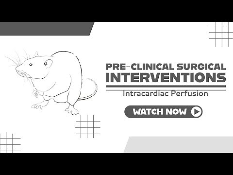 Intracardiac Perfusion or perfusion procedure to remove the blood from mouse brain capillaries.