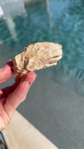 Decoupaged Pacific Northwest Oyster Shell - Etsy