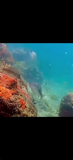 SpongeBobClipsandMore (@spongobclipsdaily)’s videos with original sound - SpongeBob background music