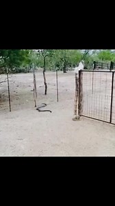 60K views · 382 reactions | Miren cómo esta víbora  Chirrionera o Alicante, se come a la cascabel  #desiertodesonoraarizona﫶 #sonorandesert #cascabel #desert #naturaleza﫶 | Oscar Velasquez A. | Facebook