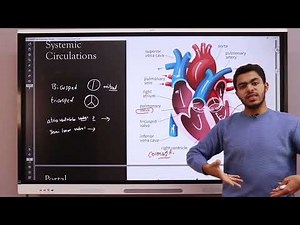 General anatomy | 12- Cardiovascular system