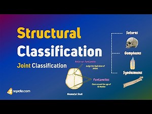 Mastering Joint Classification: Structural Classification