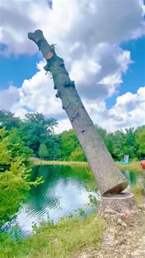 A Day in the Life of an American Logger