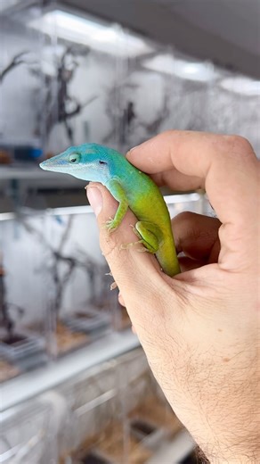 HerpTime on Instagram: "The process of the Allison’s anole 🦎 Anolis allisoni lay a single egg and the babies hatch out bright green. As they mature, males gain blue on their head, sometimes covering half their body! #HerpTime #herpetofauna #herpetology #herpetoculture #animals #animals #reptile #reptiles #lizard #lizards #anole #anoles #anolis #anolisallisoni #nature #wildlife #reels"