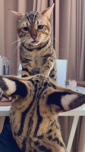 1.7K views · 16 reactions | Kira the Serval and Oliver the Bengal #cat #catoftheday #catlover #catsofinstagram #petsofinstagram | Gabriel Wang | Facebook
