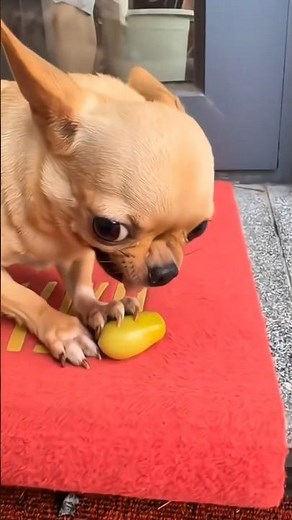 🐕 Cute Puppy Gets Angry Over Nothing #cute #puppy #shorts