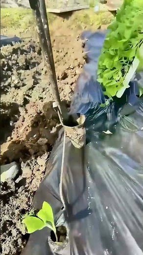 Tips for planting under plastic film, farmers teach you how to do it!