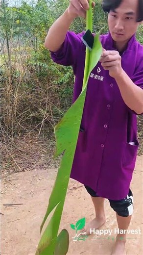 🍌⚙️ **Banana Leaf Stripping Knife: Rapid Separation via Stem-Aligned Slicing**