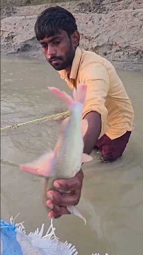 The process of catching fish by setting a net in the river #fishhunting2 #fishing #fish #Netfishing