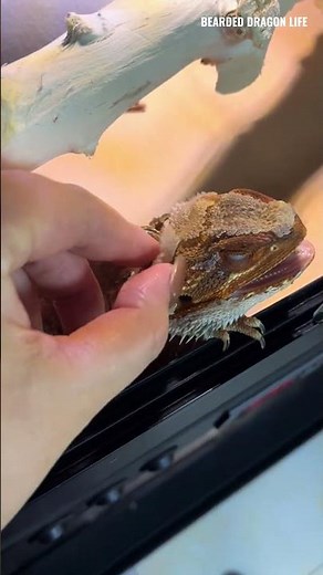 My Bearded Dragon Eats Skin Shed! #reptiles #shedding #lizard #beardeddragon #iguana