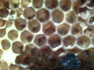 Worker Bee Laying Eggs