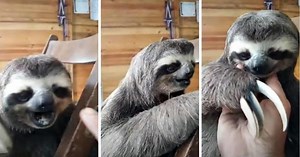 Clip Of Rescued Sloth Reveling In Head Scratches Is Wholly Soothing