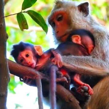 Monkey mom trying to feeding her baby