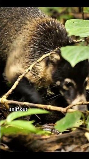 🐾 Coati: The Curious Forest Explorer | Fun Facts for Animal Lovers