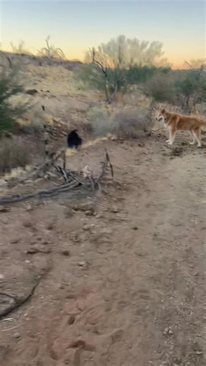 An early morning walk along a portion of the paddock paradise. | Scout's Trail