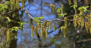The flowers of Carpinus betulus, the European or common hornbeam.