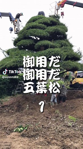 おすすめの松の剪定と植木屋の選び方