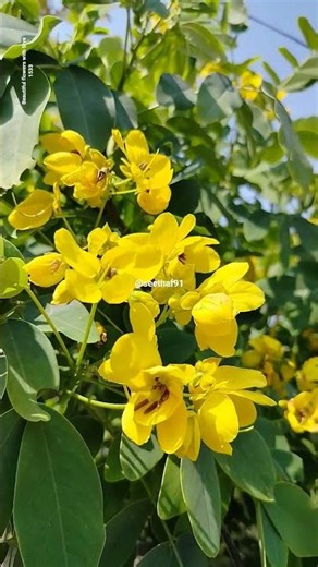 Beautiful Yellow Petals in Sunlight | Peelaphool🌼 Soulful Flower Vibes #flowers #love #viral #nature