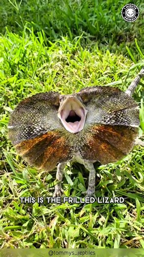 Frilled Lizard 🦎 The FEARLESS Lizard! That giant neck frill pops open in seconds. It hisses, stands tall, and looks way bigger than it is. #wildlife #nature #animalfacts #1minuteanimals | 1 Minute Animals