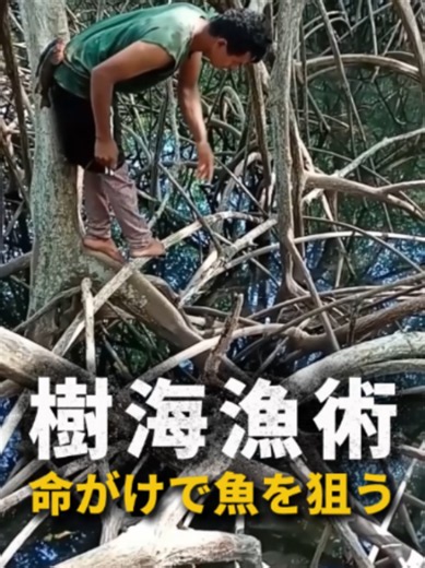 マングローブの木の上で魚を釣る驚きの漁師たち #東南アジア #マングローブ #伝統漁 #ハゼ釣り