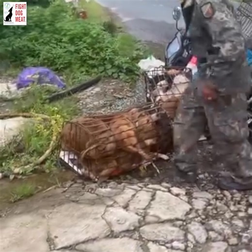 15K views · 744 reactions | VIETNAM: MORAL DILEMMA: DOG'S RELEASED...