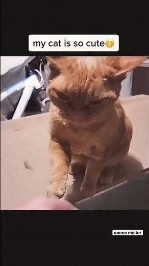 good boy #tiktok #day #fyp #laugh #meme #funny