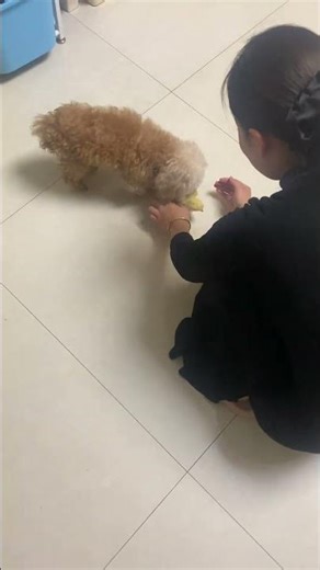 Poodle gently cares for chick in Hebei, China