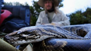 Jagd-Wettbewerb in Florida - 500 Freiwillige kämpfen gegen Python-Plage
