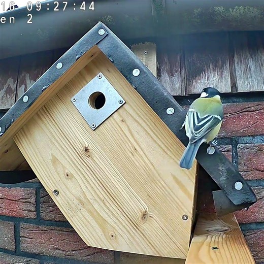 Eine #Kohlmeise besucht unseren #nistkasten - a #greattit visit #nestingbox #nature