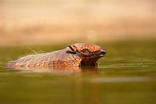 Armadillo Splashing Around in Kiddie Pool Is Too Cute to Resist